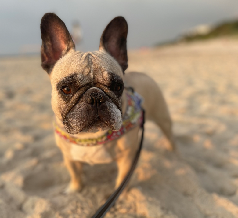 Karmy dla psów i kotów Animaldi - z wysokiej jakości mięsa